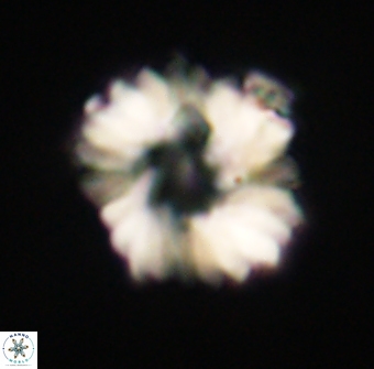 Heliolithus margarita 61234