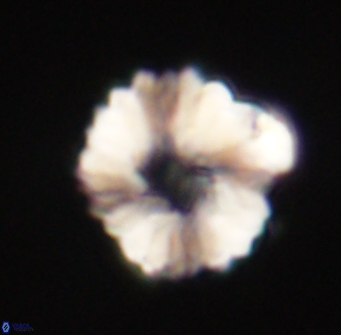 Heliolithus margarita 61237