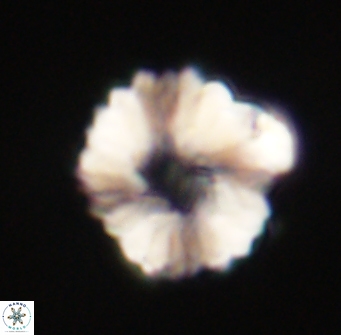 Heliolithus margarita 61237