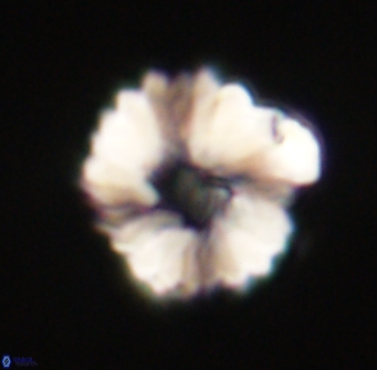 Heliolithus margarita 61238