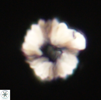Heliolithus margarita 61238