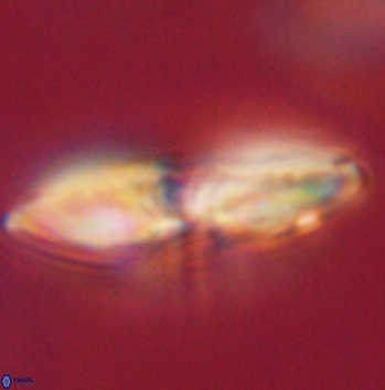 Heliolithus margarita 62461