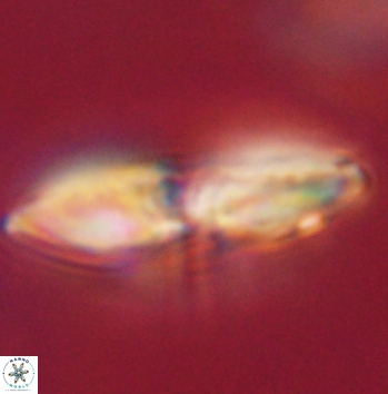 Heliolithus margarita 62461