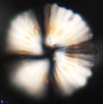 Heliolithus margarita 62473