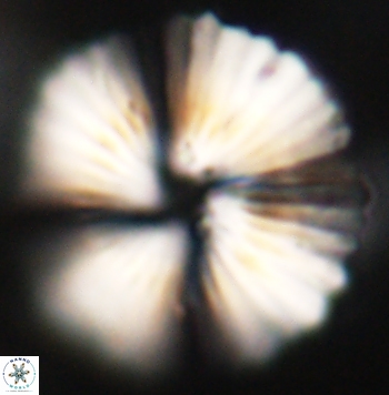 Heliolithus margarita 62473