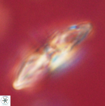Heliolithus margarita 62479