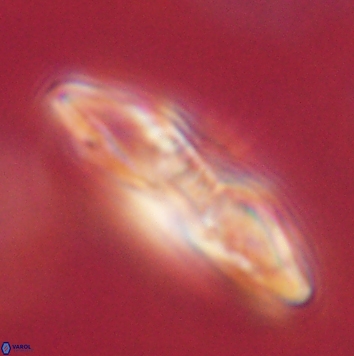 Heliolithus margarita 62485