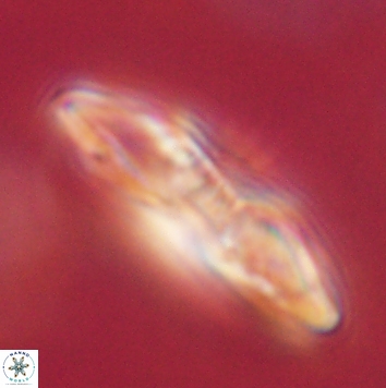 Heliolithus margarita 62485