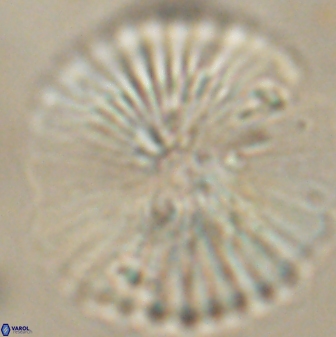 Heliolithus margarita 62493
