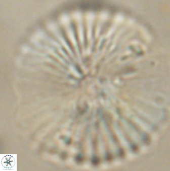 Heliolithus margarita 62493