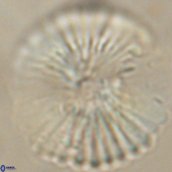 Heliolithus margarita 62495