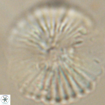Heliolithus margarita 62495