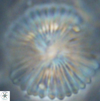 Heliolithus margarita 62498