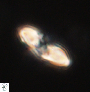 Heliolithus margarita 62162