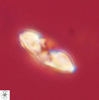 Heliolithus margarita 62163