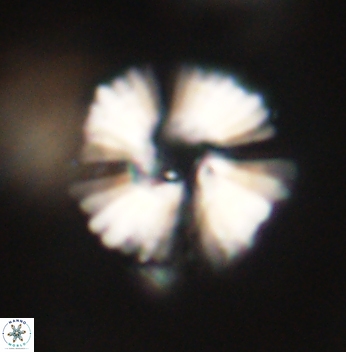 Heliolithus margarita 62167