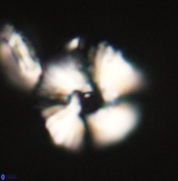 Heliolithus margarita 62170