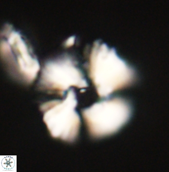 Heliolithus margarita 62170