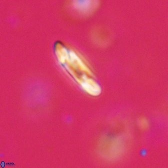 Heliolithus margarita 64798