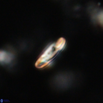Heliolithus margarita 64800