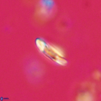Heliolithus margarita 64806