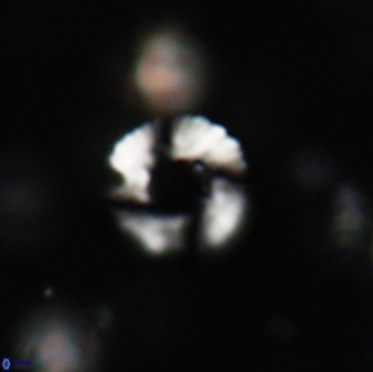 Heliolithus margarita 64813