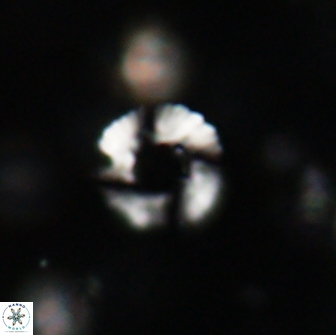 Heliolithus margarita 64813