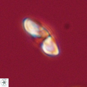 Heliolithus margarita 66722
