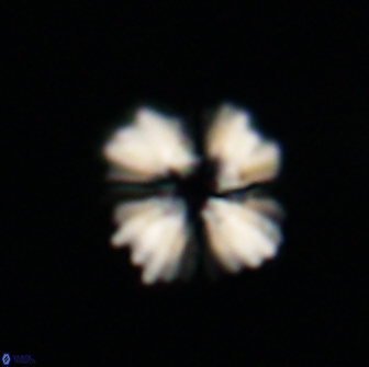 Heliolithus margarita 66729