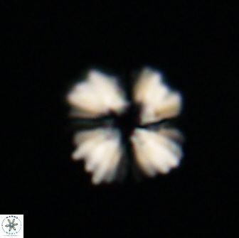 Heliolithus margarita 66729