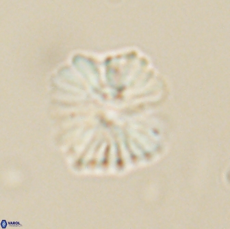 Heliolithus margarita 66731