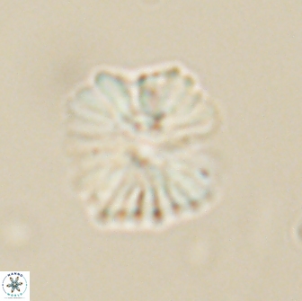 Heliolithus margarita 66731