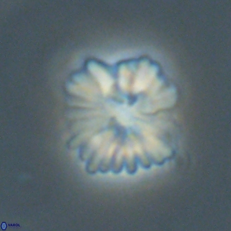 Heliolithus margarita 66732