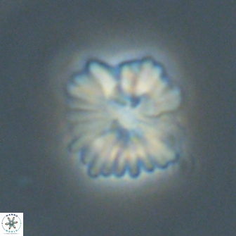 Heliolithus margarita 66732