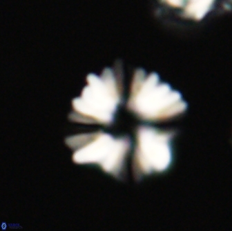 Heliolithus margarita 66735