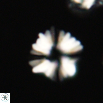 Heliolithus margarita 66735