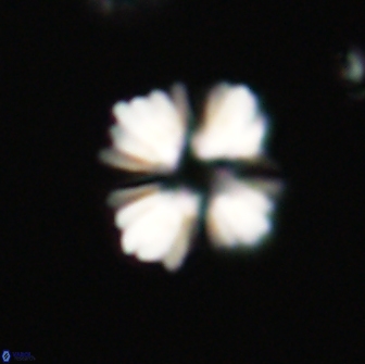 Heliolithus margarita 66737