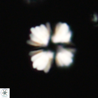 Heliolithus margarita 66737