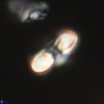 Heliolithus margarita 66025