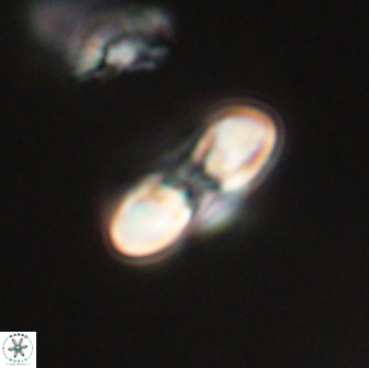 Heliolithus margarita 66025