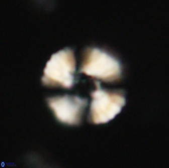 Heliolithus margarita 66029