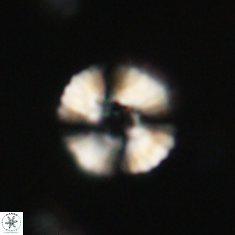 Heliolithus margarita 66029