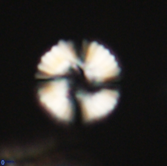 Heliolithus margarita 66032