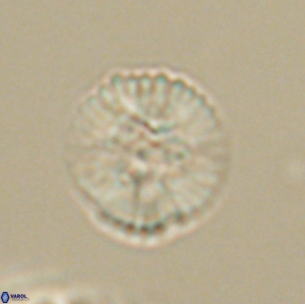 Heliolithus margarita 66033