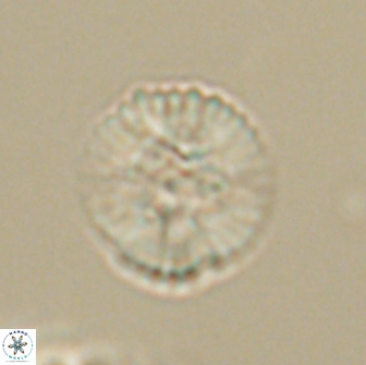 Heliolithus margarita 66033