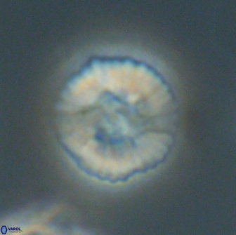 Heliolithus margarita 66034