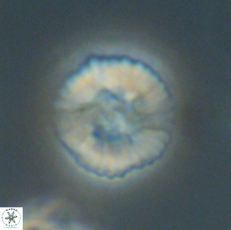 Heliolithus margarita 66034