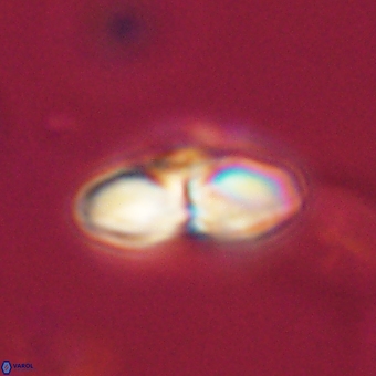 Heliolithus margarita 69381
