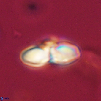 Heliolithus margarita 69382