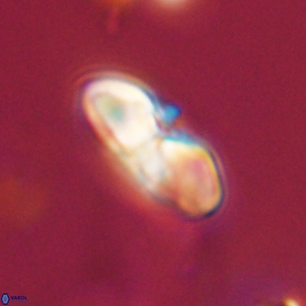 Heliolithus margarita 69385